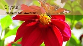  Presentation with peacock - 