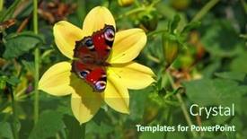  Presentation with peacock - 