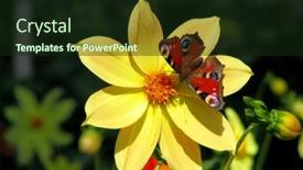  Presentation with dahlia - 