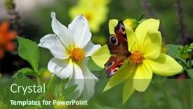  Presentation with peacock - 