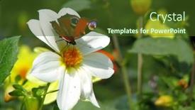  Presentation with peacock - 