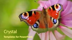  Presentation with purple butterfly - Presentation featuring european peacock butterfly on purple coneflowers echinacea background and a tawny brown colored foreground