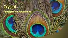  Presentation with dandelion - Colorful slide set enhanced with peacock feather - beautiful spring panoramic shot backdrop and a tawny brown colored foreground