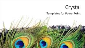  Presentation with peacock feather - Amazing slide set having peacock feather carnival peacock's backdrop and a  colored foreground