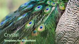  Presentation with peacock feather - Beautiful slide set featuring peacock-feather-details-macro-shot backdrop and a tawny brown colored foreground
