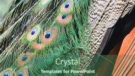  Presentation with peacock feather - Theme having peacock-feather-details-macro-shot background and a ocean colored foreground