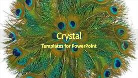  Presentation with peacock feather - PPT theme consisting of peacock feather fan pattern isolated background and a tawny brown colored foreground