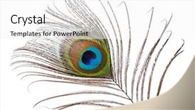  Presentation with peacock feather - Cool new presentation theme with peacock feather isolated on white backdrop and a white colored foreground