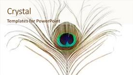  Presentation with peacock feather - Beautiful PPT theme featuring peacock feather isolated on white backdrop and a cream colored foreground