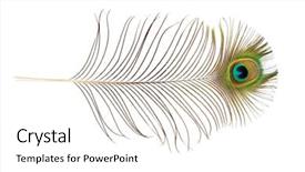 Presentation with peacock feather - Presentation consisting of peacock feather isolated over white background and a white colored foreground