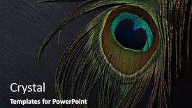  Presentation with peacock feather - Beautiful theme featuring peacock-feather-on-black-background backdrop and a black colored foreground