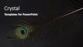  Presentation with peacock feather - Amazing PPT layouts having peacock-feather-on-black-background backdrop and a black colored foreground