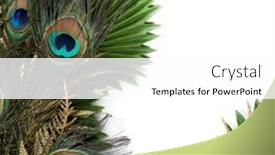 Presentation with peacock feather - Cool new slides with peacock-feather-on-tropical-leaf backdrop and a white colored foreground