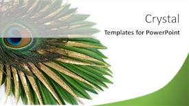  Presentation with peacock feather - Amazing PPT layouts having peacock-feather-on-tropical-leaf backdrop and a white colored foreground