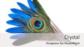  Presentation with peacock feather - Cool new presentation design with peacock feather on white background backdrop and a light gray colored foreground