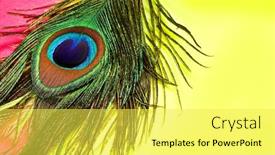  Presentation with peacock feather - Slides featuring peacock-feather-on-yellow-background background and a yellow colored foreground