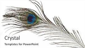  Presentation with peacock feather - Cool new presentation with peacock feather plume isolated backdrop and a white colored foreground