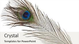  Presentation with peacock feather - Beautiful theme featuring peacock feather plume isolated backdrop and a soft green colored foreground