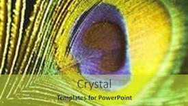  Presentation with peacock feather - Beautiful theme featuring peacock feather with black background backdrop and a yellow colored foreground