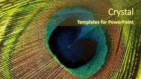  Presentation with peacock feather - Amazing PPT theme having peacock feather backdrop and a tawny brown colored foreground