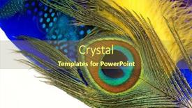  Presentation with peacock feather - Presentation theme featuring peacock-feathers-carnival-feather background and a tawny brown colored foreground