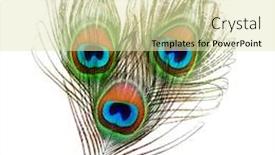  Presentation with peacock - Audience pleasing slides consisting of peacock feathers carnival backdrop and a soft green colored foreground