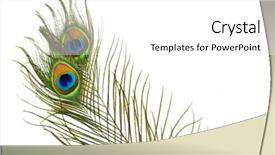  Presentation with rainbow peacock - PPT layouts having peacock feathers carnival background and a white colored foreground