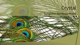  Presentation with rainbow peacock - Audience pleasing slide deck consisting of peacock feathers carnival backdrop and a mint green colored foreground