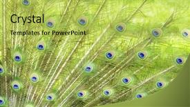  Presentation with peacock - Beautiful presentation design featuring feathers close up for background backdrop and a yellow colored foreground