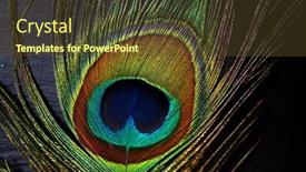 Presentation with peacock - Cool new slide set with peacock-feathers-on-a-black backdrop and a tawny brown colored foreground
