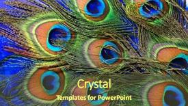  Presentation with rainbow peacock - PPT layouts enhanced with peacock feathers on a blue background and a tawny brown colored foreground