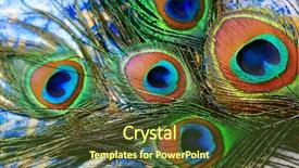  Presentation with rainbow peacock - Beautiful slides featuring peacock feathers on a blue backdrop and a tawny brown colored foreground