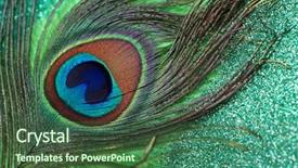  Presentation with rainbow peacock - Cool new PPT theme with peacock feathers on a green backdrop and a tawny brown colored foreground