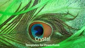  Presentation with rainbow peacock - Beautiful PPT theme featuring peacock feathers on a green backdrop and a tawny brown colored foreground