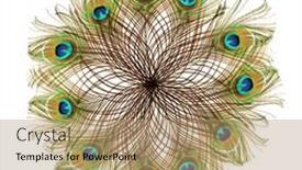  Presentation with peacock - Colorful presentation theme enhanced with peacock-feathers-on-a-white backdrop and a coral colored foreground