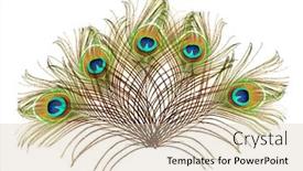  Presentation with peacock - Colorful presentation design enhanced with peacock-feathers-on-a-white backdrop and a soft green colored foreground
