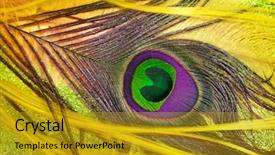  Presentation with rainbow peacock - Colorful slides enhanced with peacock feathers on a yellow backdrop and a  colored foreground