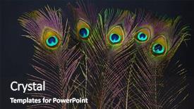  Presentation with peacock feather - Theme having peacock feathers on black background background and a dark gray colored foreground