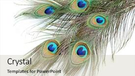  Presentation with peacock feather - Colorful theme enhanced with peacock feathers on white background backdrop and a mint green colored foreground