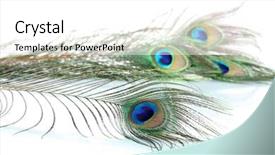  Presentation with peacock - Cool new PPT layouts with peacock feathers on white background backdrop and a white colored foreground
