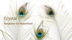  Presentation with peacock - PPT theme enhanced with peacock feathers on white background background and a cream colored foreground