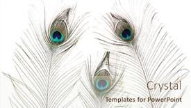  Presentation with peacock - Presentation design having peacock-feathers-on-white-background background and a sky blue colored foreground
