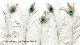  Presentation with peacock feather - PPT theme featuring peacock feathers on white background background and a sky blue colored foreground