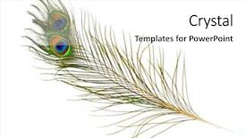  Presentation with peacock - Slide set consisting of peacock feathers on white background background and a white colored foreground