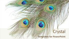  Presentation with peacock feather - Audience pleasing PPT layouts consisting of peacock feathers on white background backdrop and a soft green colored foreground