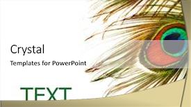  Presentation with peacock - Cool new presentation with peacock feathers over white backdrop and a white colored foreground