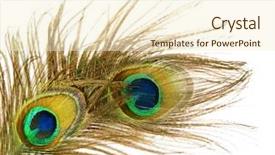  Presentation with peacock feather - Theme with peacock feathers over white background and a cream colored foreground