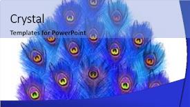  Presentation with peacock feather - Colorful theme enhanced with peacock feathers peacock blue backdrop and a teal colored foreground