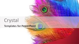  Presentation with peacock - Cool new PPT theme with peacock feathers peacock carnival backdrop and a white colored foreground