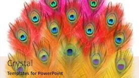  Presentation with peacock - PPT theme with peacock-feathers-peacock-carnival background and a gold colored foreground